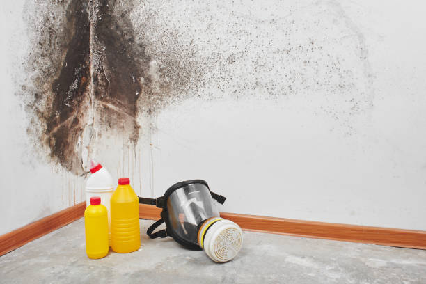 Best Mold Damage Repair  in Laie, HI
