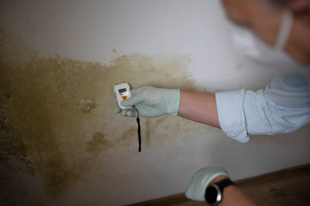 Mold Removal Process in Laie, HI