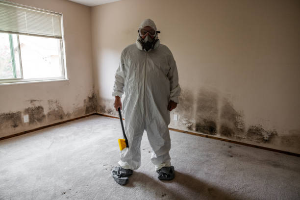 Mold Removal and Inspection in Laie, HI